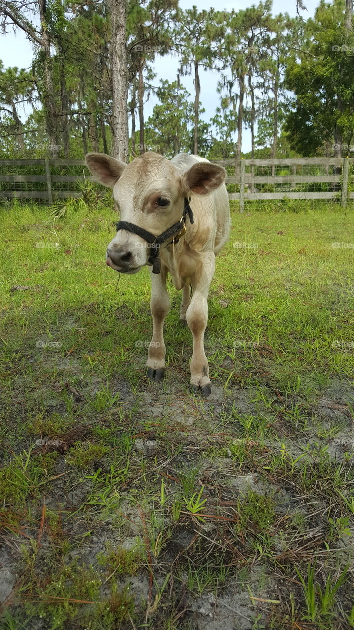A cream-colored bull calf stands in a grassy field, a fence and trees off behind him. One foot is in front of the other and he looks off to the side.