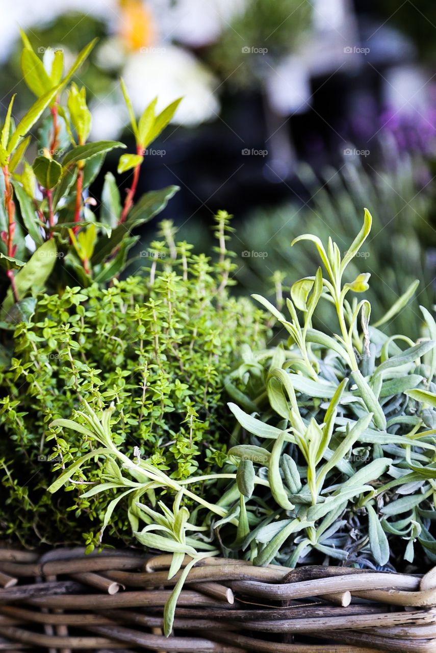 Fresh herbs. Fresh herbs