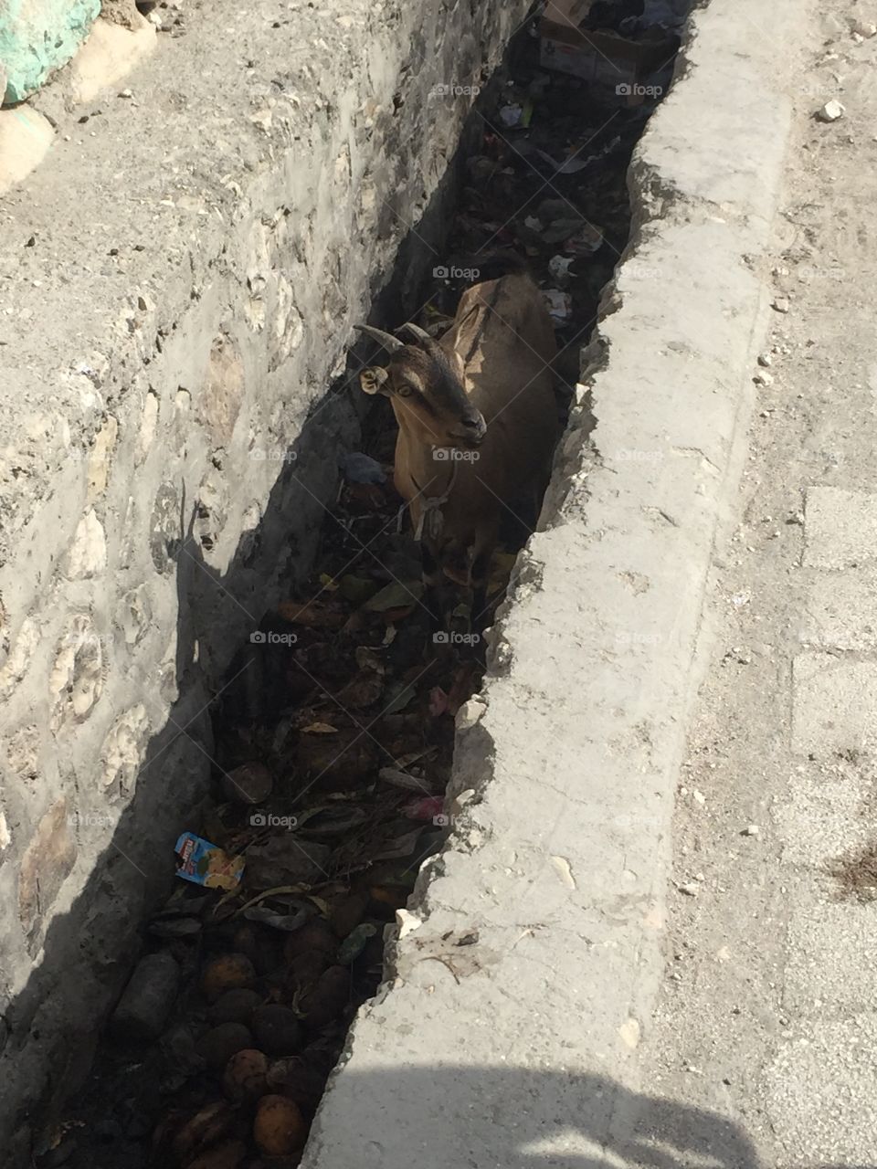 Goat in Grand Goâve, Haiti