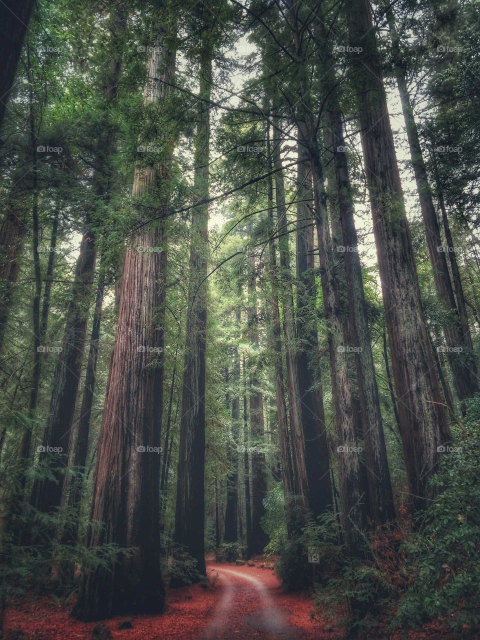 Armstrong Redwoods