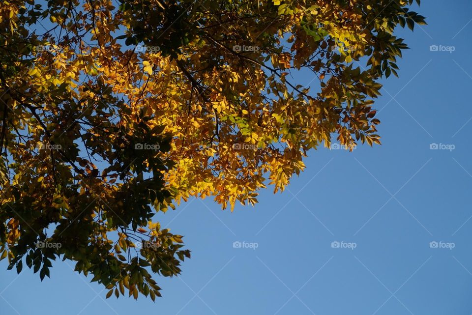 Yellow Autumn leaves