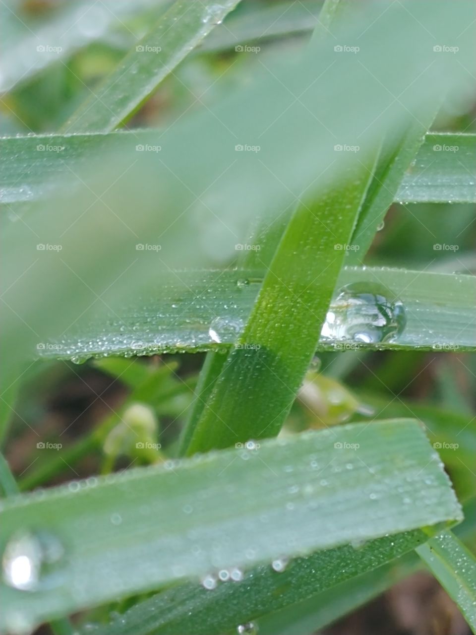 Close-up of clear, reflective raindrop resting on a blade of grass behind other blades with some blurred blades crossing in front.