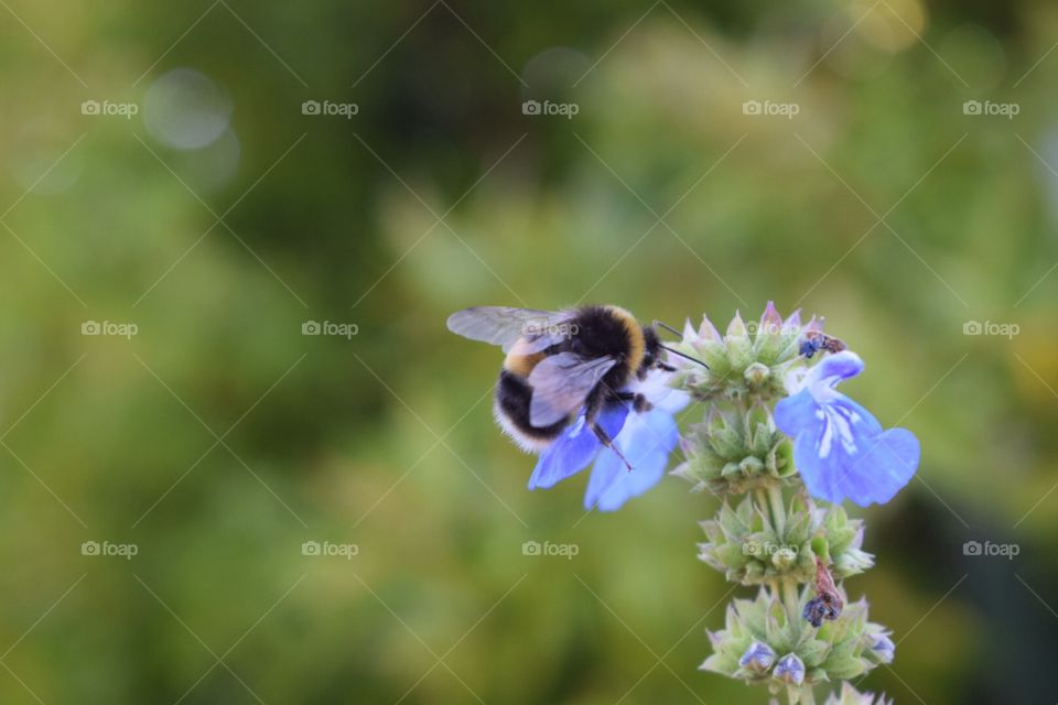 Purple flowers bee
