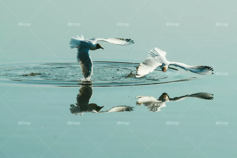 Couple of seagulls playing in the air near water lake river. Friends love concept
