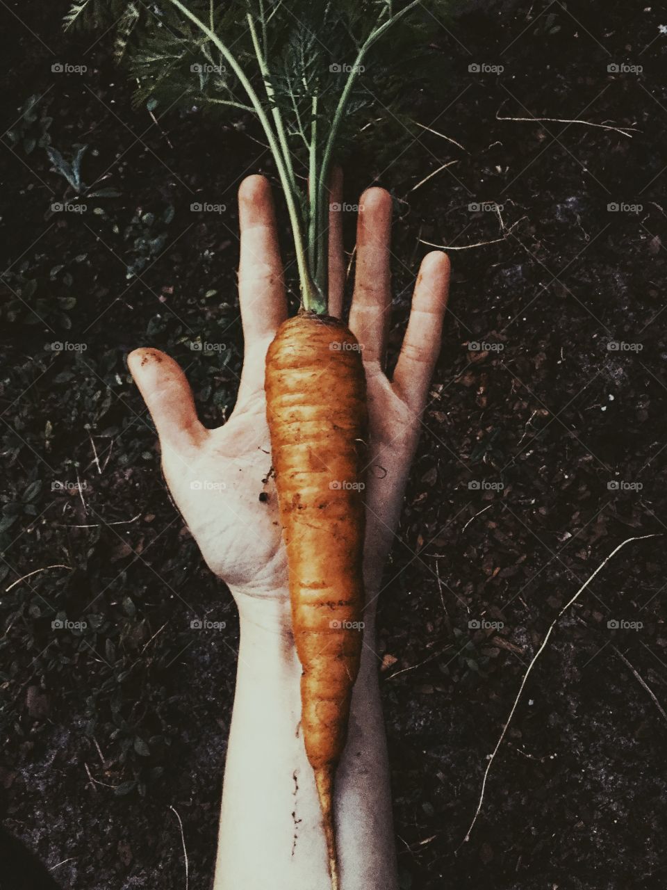 Tasty orange carrot as big as a hand 