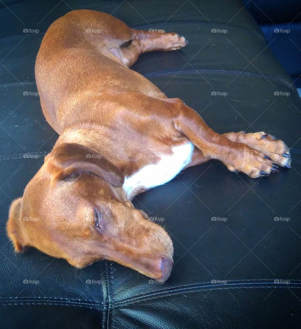 lazy dachshund