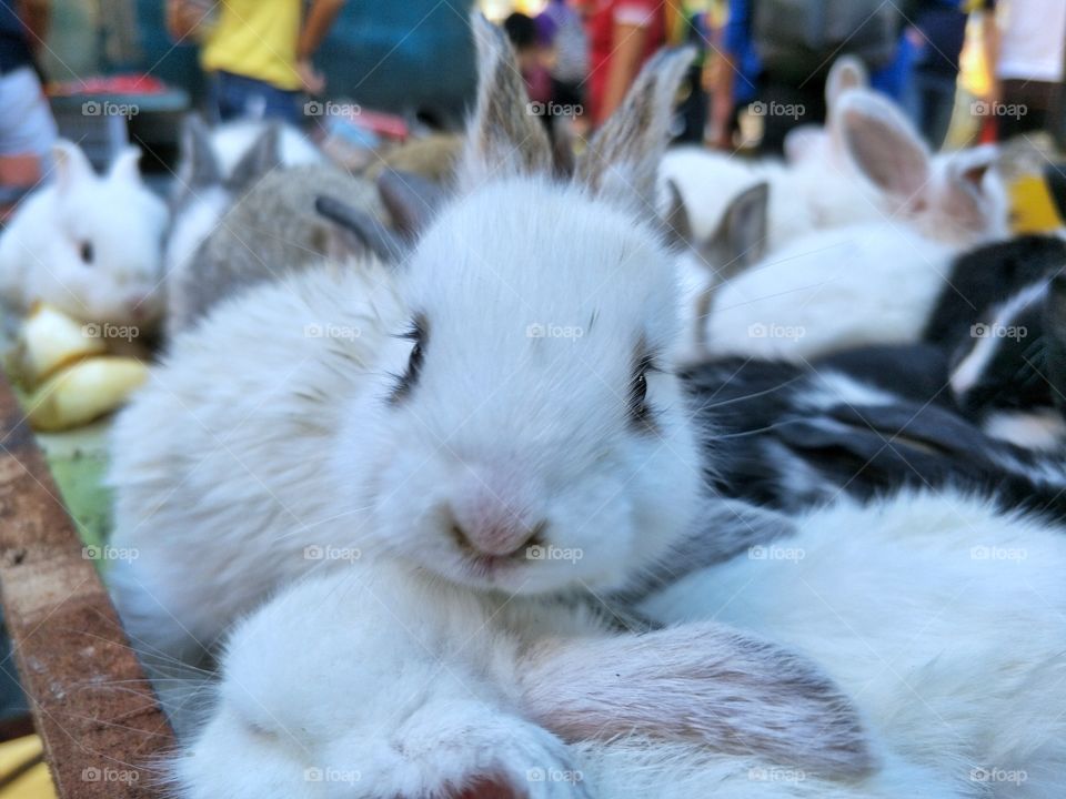 Rabbit, Animal, Hare, Mammal, Pet