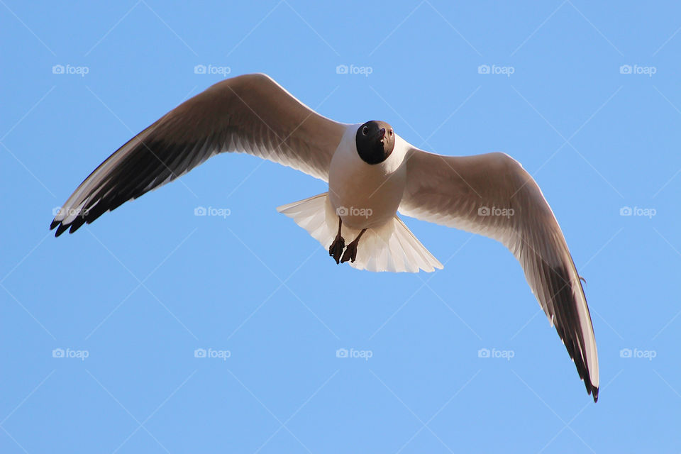Black headed seagull in flight