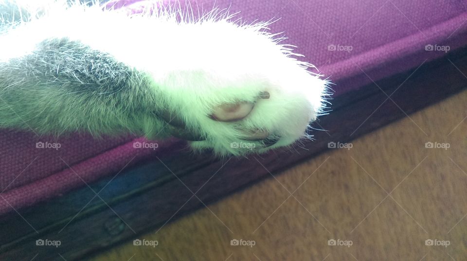 cat paw
