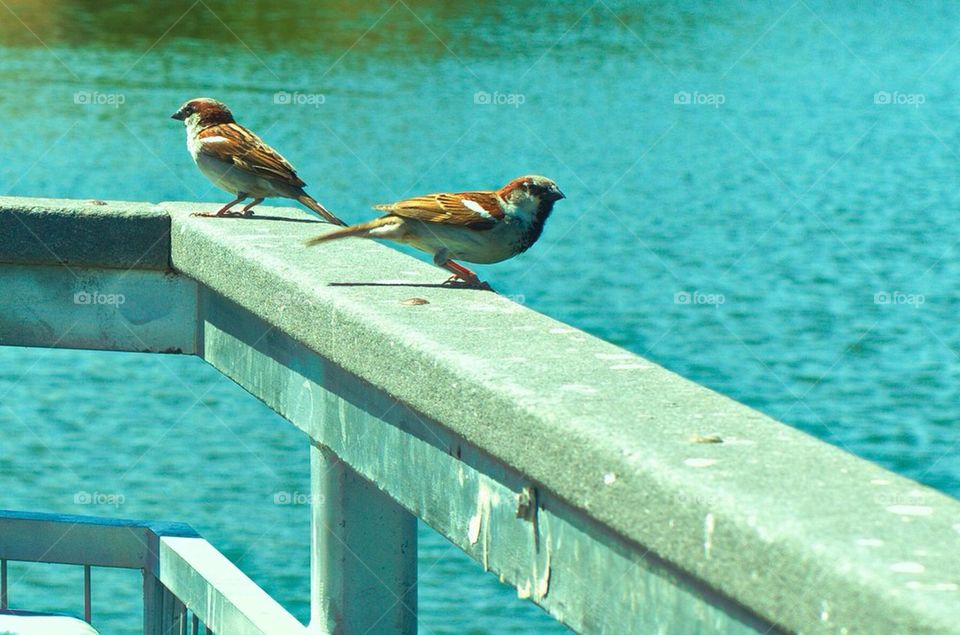Birds chillin' at the lake