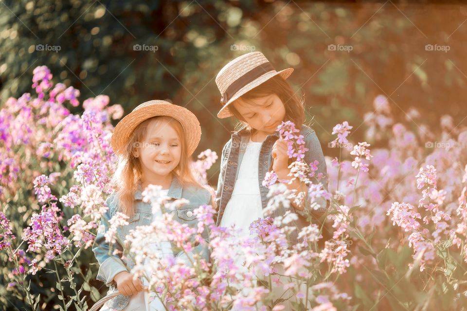 Cute little sisters portrait in blossom meadow at sunset 