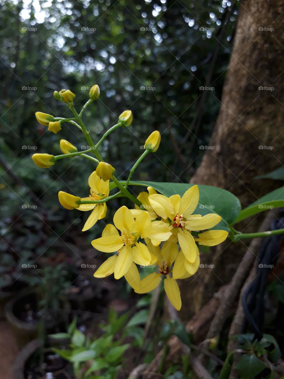 srilankan flowers ...
