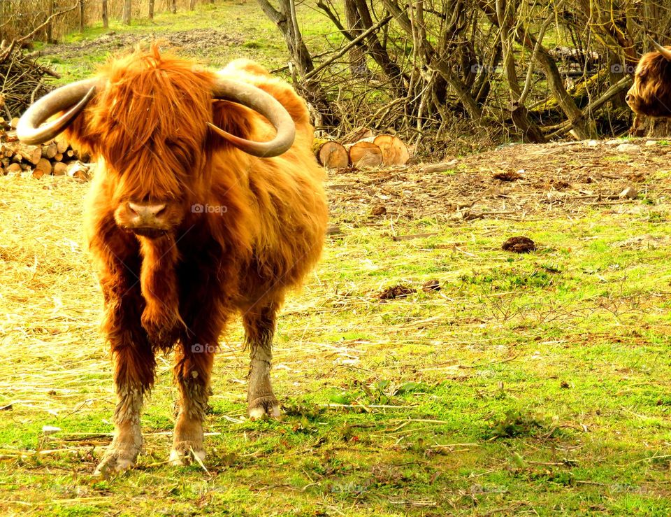 Highland cow