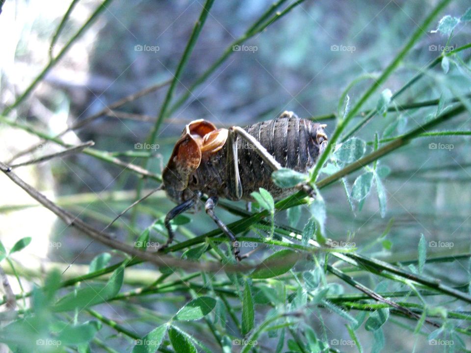 Grillo de matorral