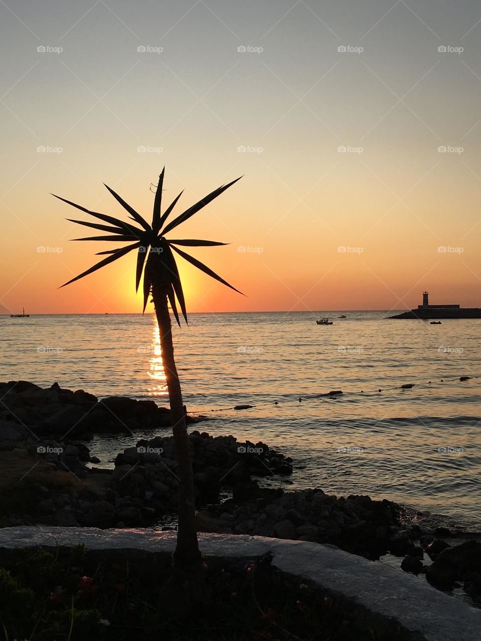 Palm trees in Turkey. Pray 🙏