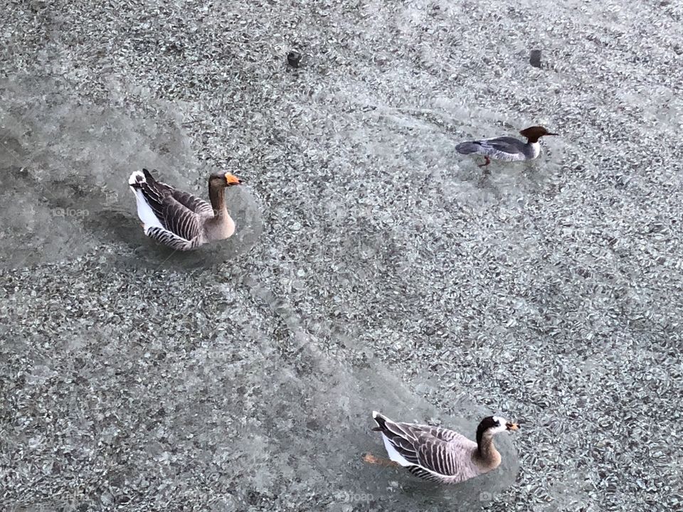 Ducks