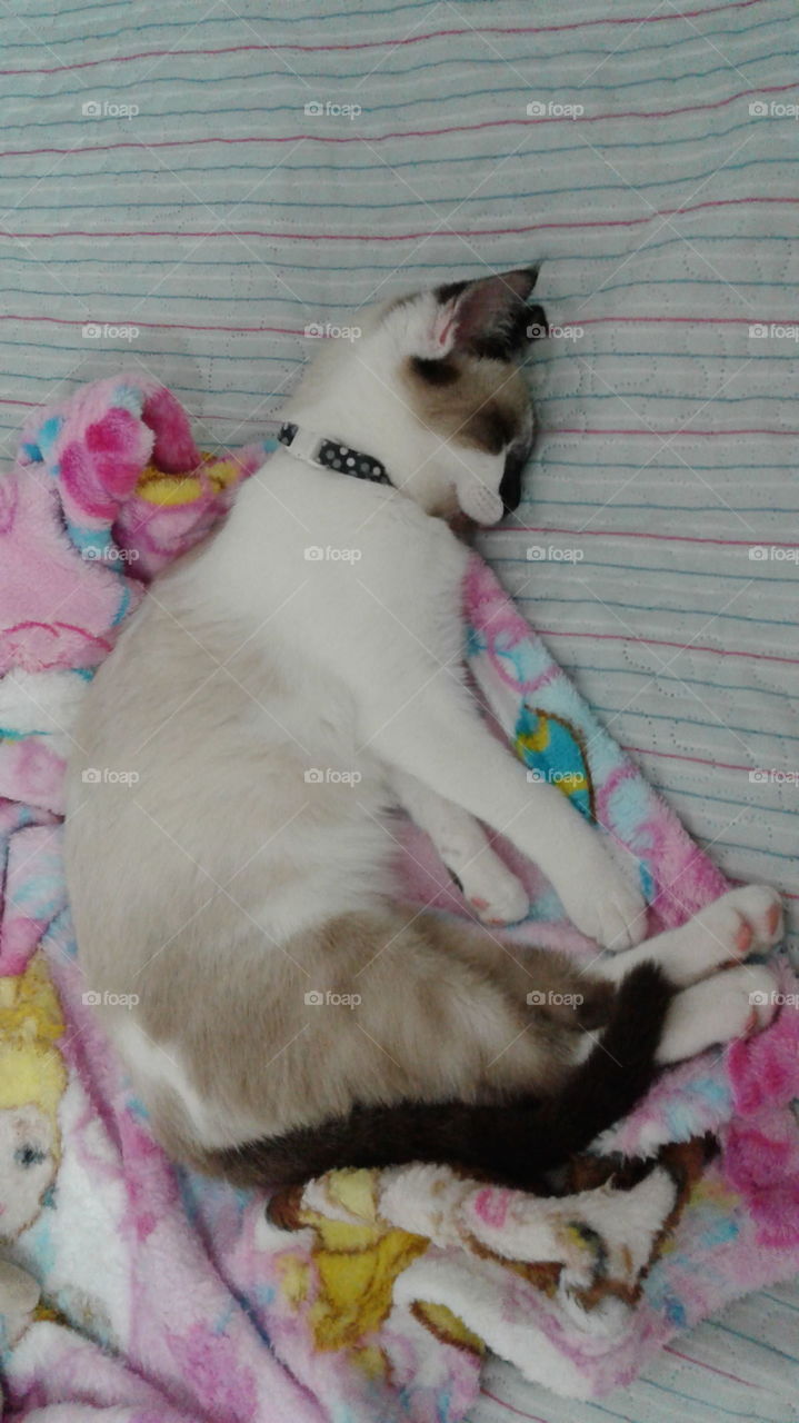 Sleepy white and brown kitten on pink blanket