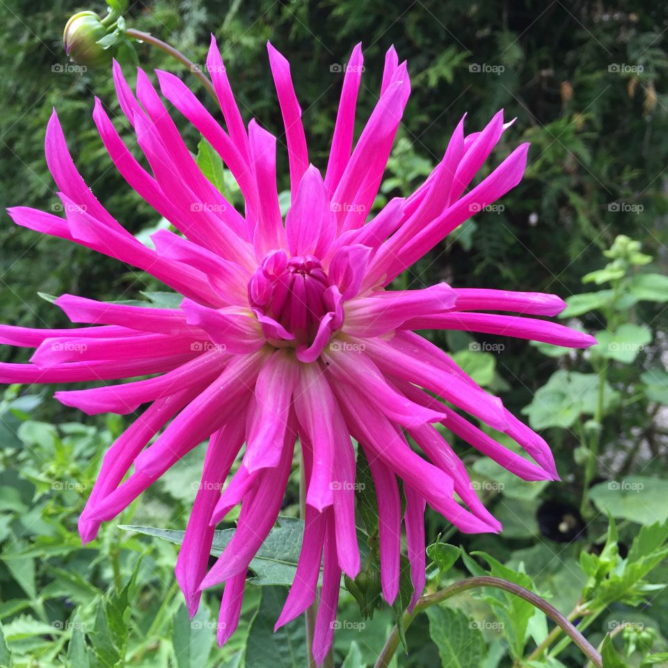 Flower, Nature, Flora, Summer, Garden