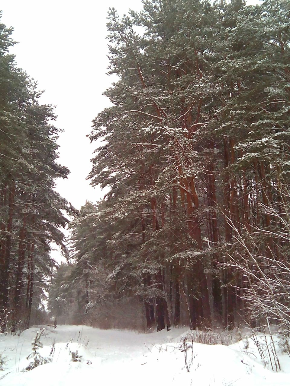 Winter, Snow, Cold, Frost, Wood