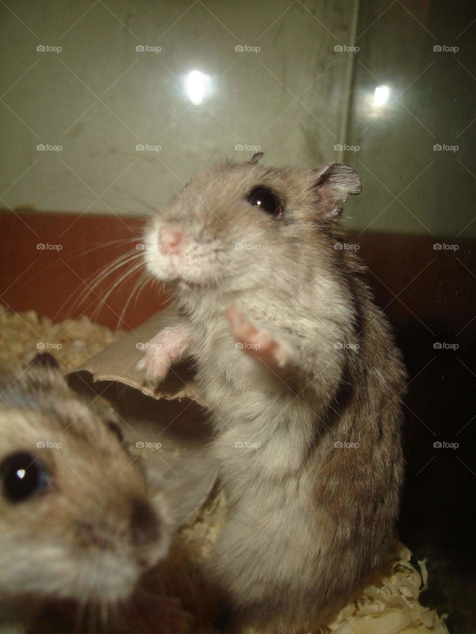 Hamster Kamil and Łucja