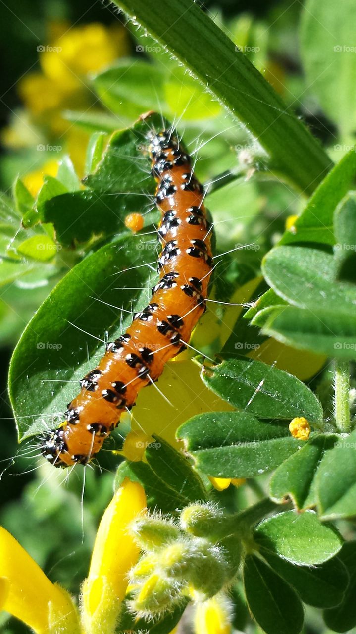 Spiny Caterpillar 
