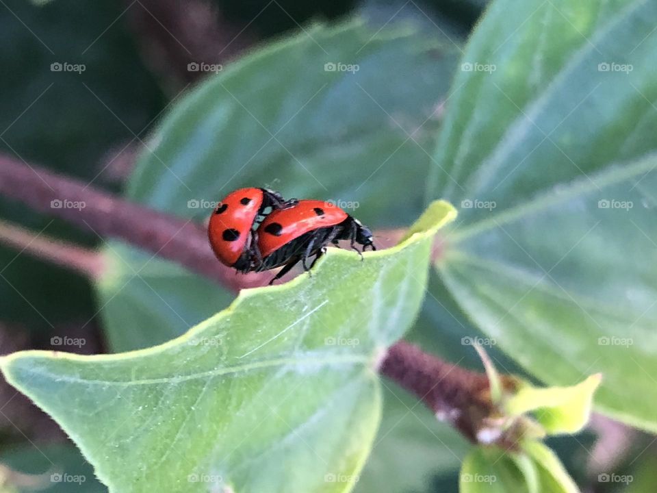 Mate of ladybugs on green leaves