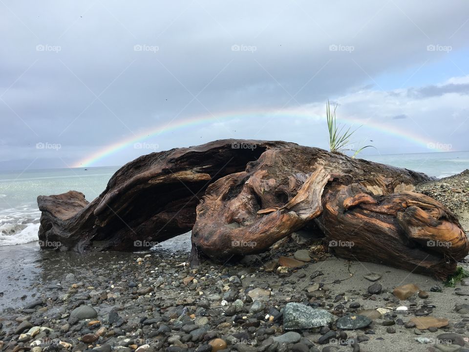 Driftwood Rainbow