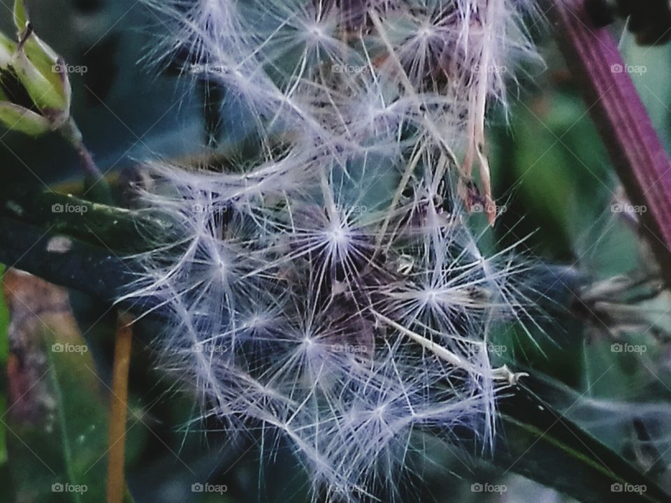 Strange dandelion