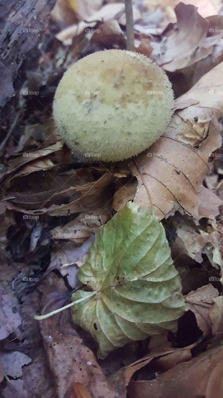 mushroom nature travel