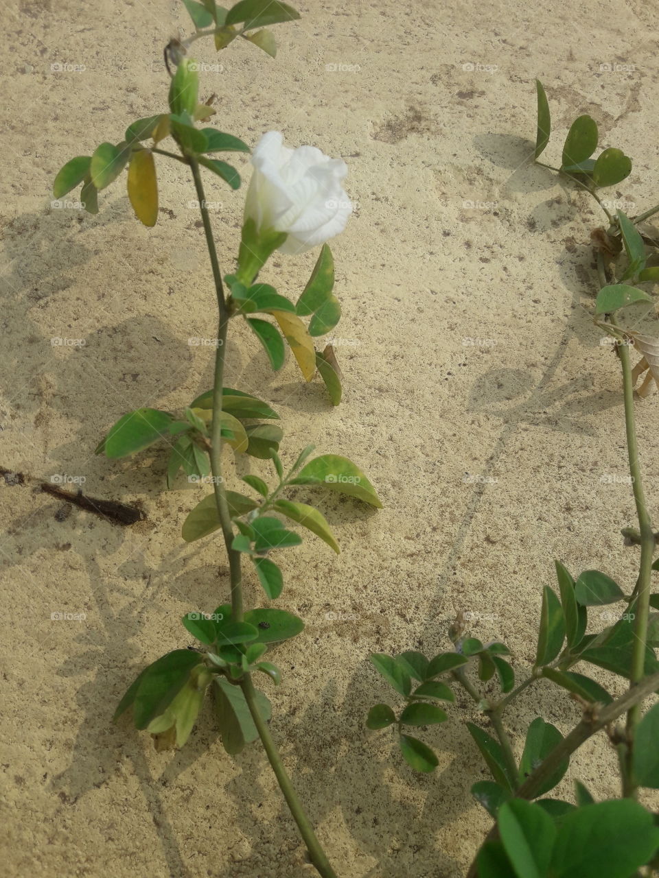 beautiful white flower in our garden