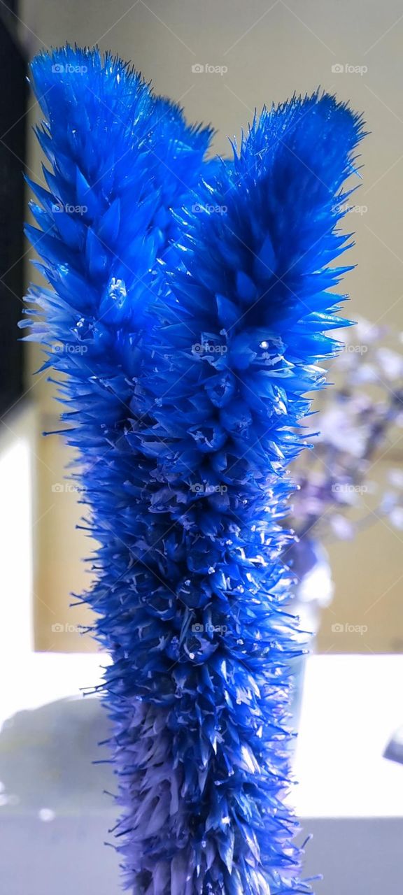 Blue flowers , forget me not, but they always look for you on my every thought...