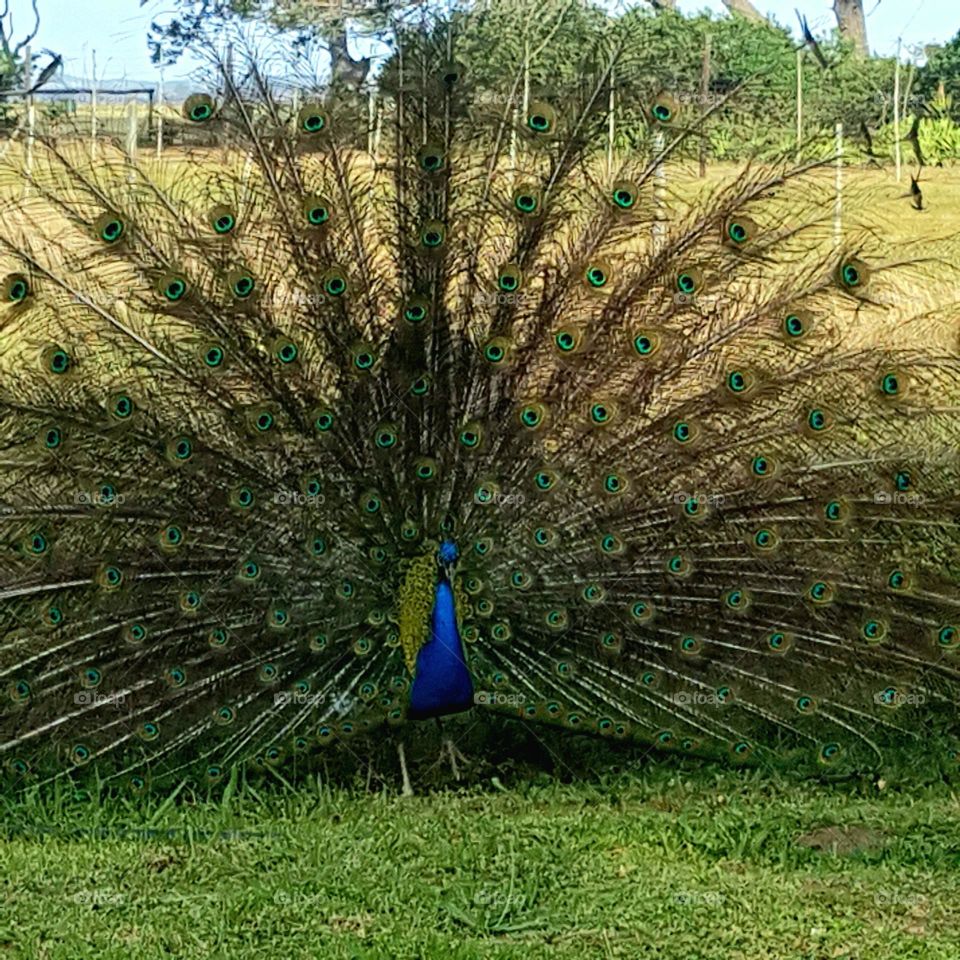 Peacock