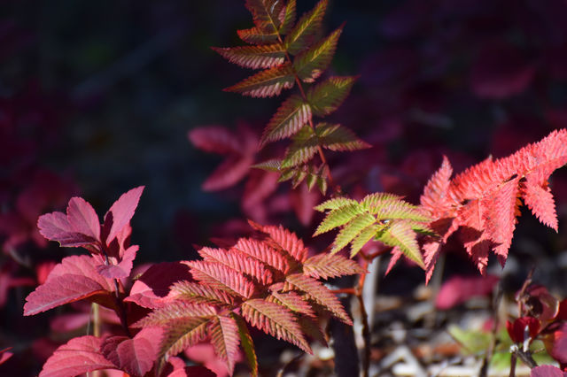 autumn