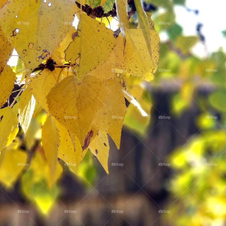 Yellowing Fall Leaves