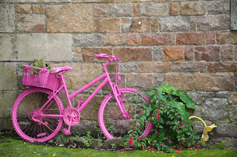 Pink bicycle in Jersey channel island