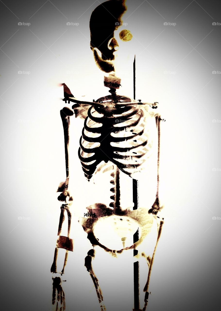 Skeleton. Bones