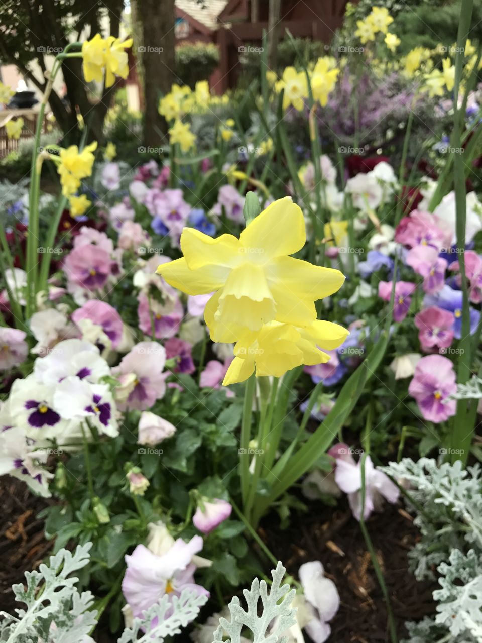 Daffodils and pansies