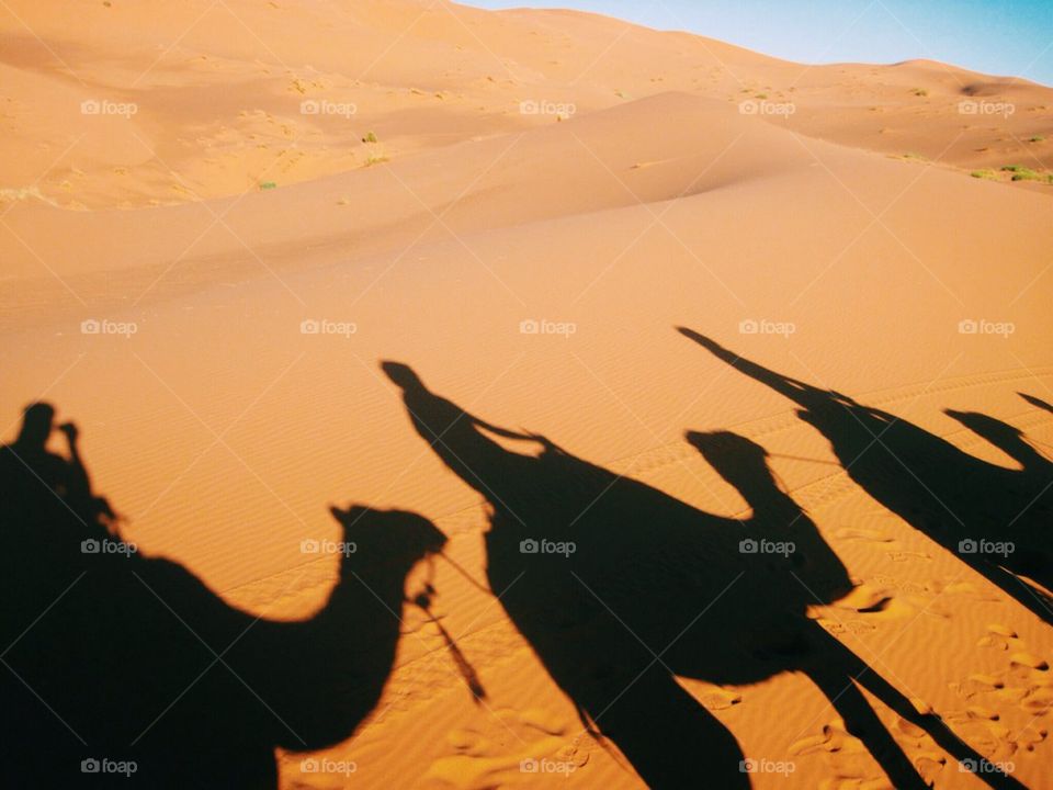Desert camel shadow