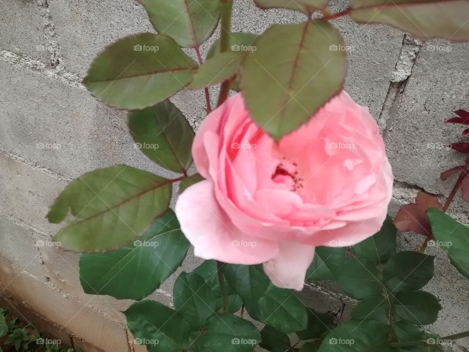 uma rosa cor de rosa