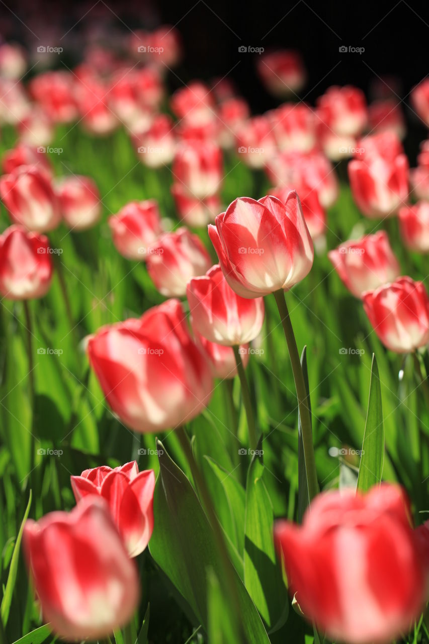 Field of red tulips flowers