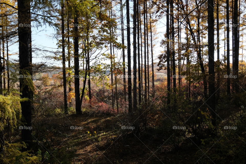 larch forest