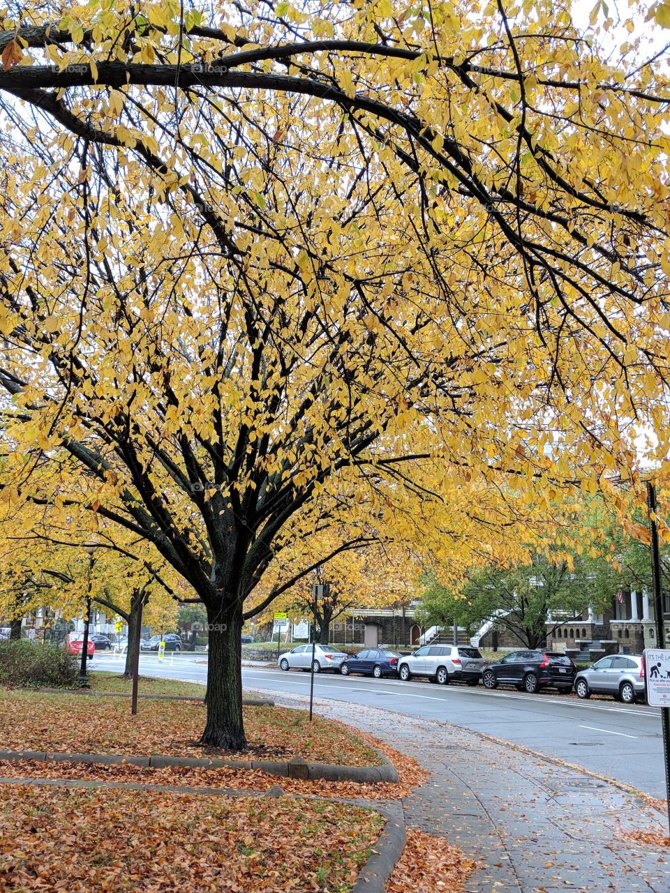 Fall in Washington DC