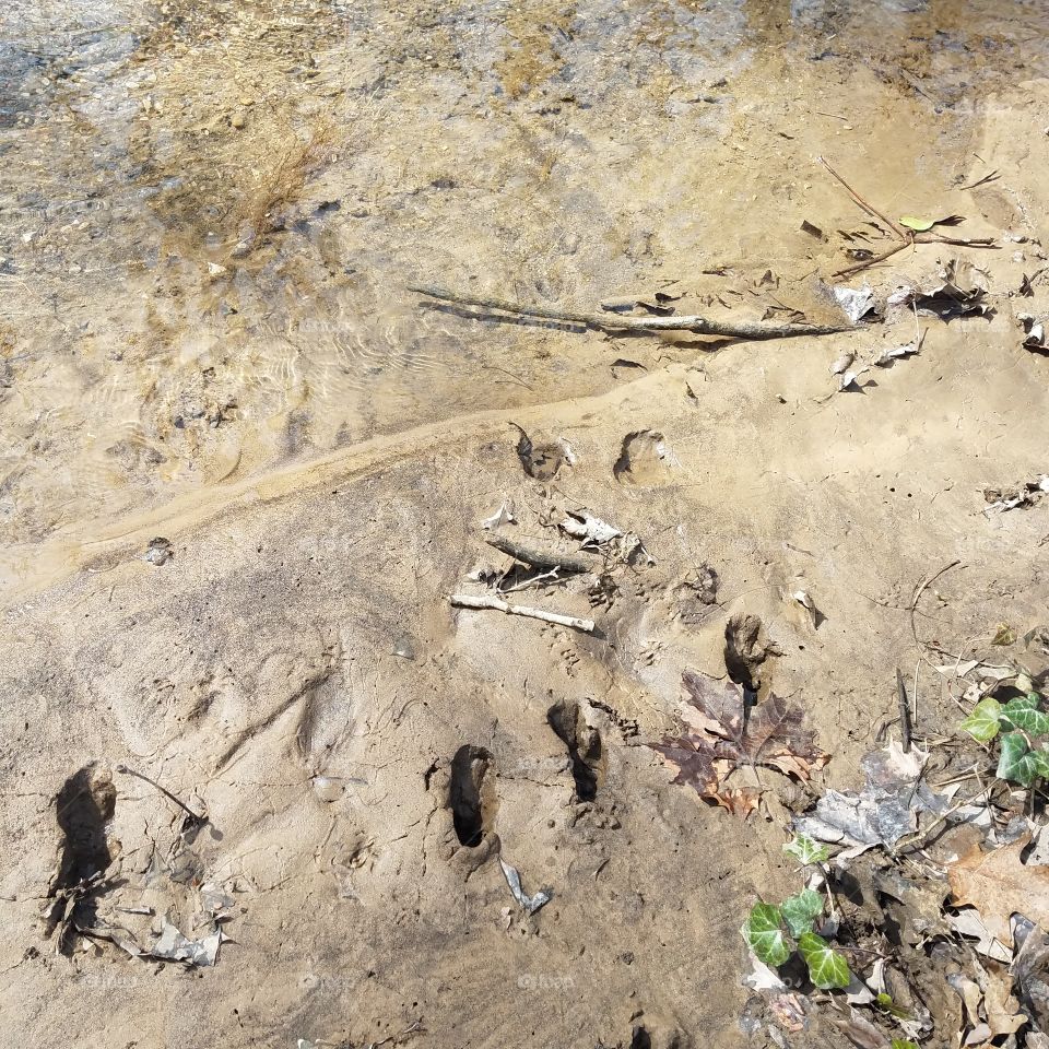 Footprints in the Mud