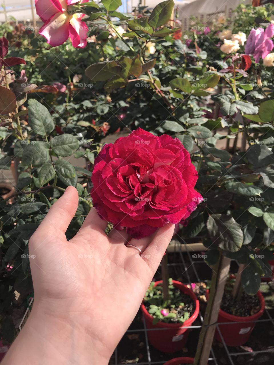 A beautiful photo of a red/pink/purple rose being held up. This was taken in a garden nursery. 