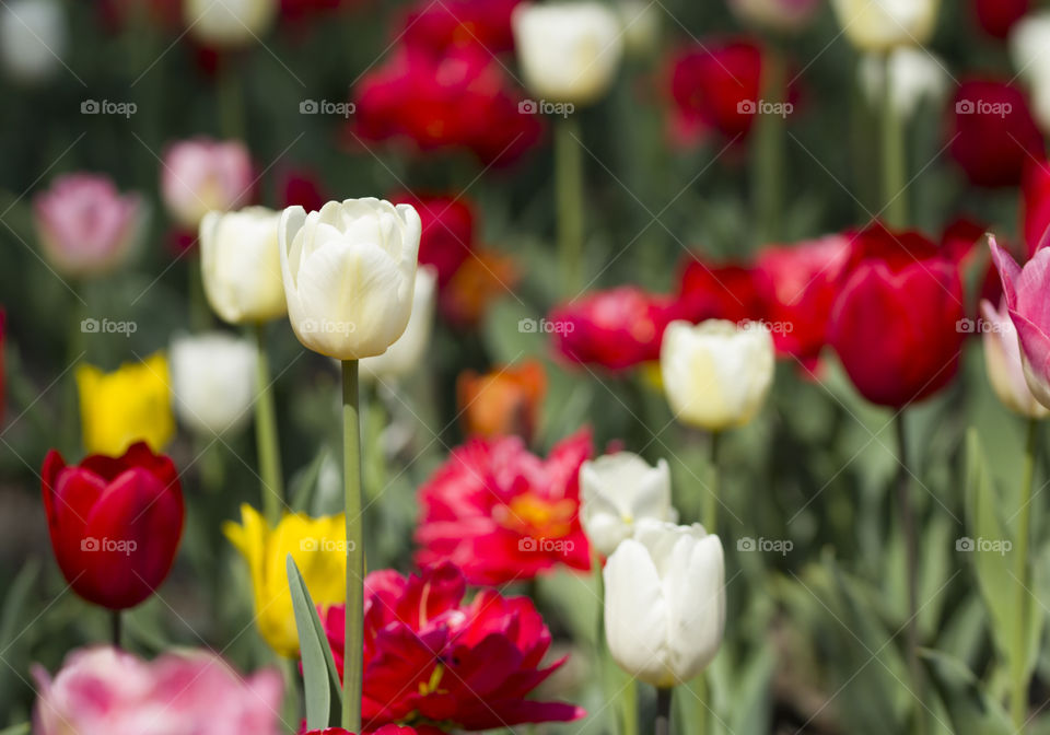 white,  red and yellow tulips in flowerbed.  decorating of home yard by spring flowers