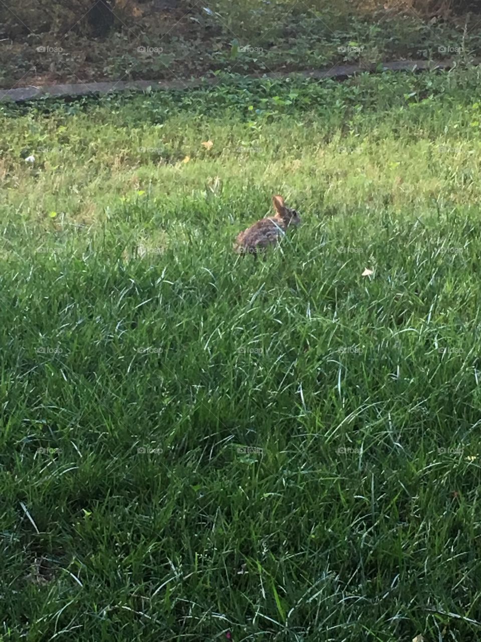 A small rabbit in high grass.