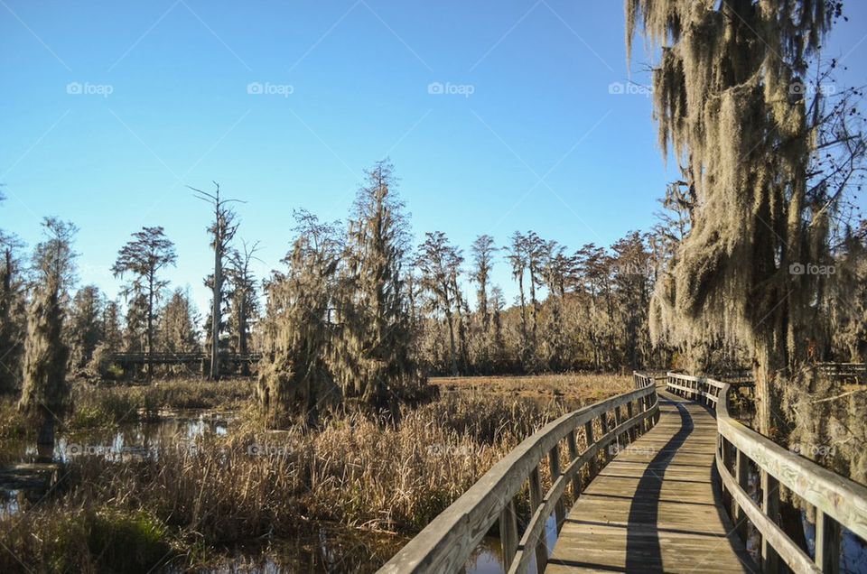 Walkway through the Swamp