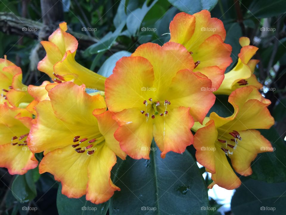Flowers at Garden By The Bay. Beautiful flowers in Singapore