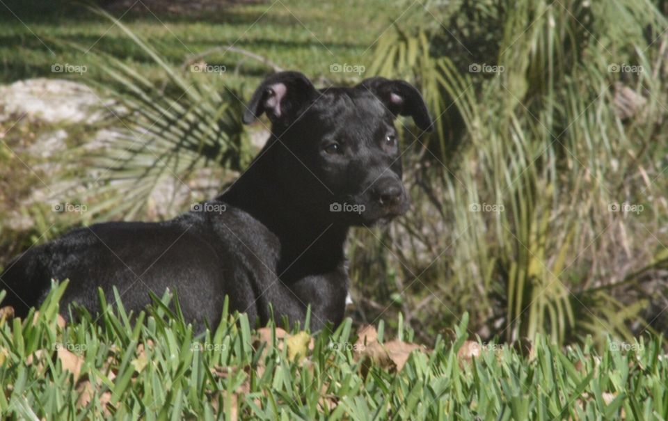 Black puppy 