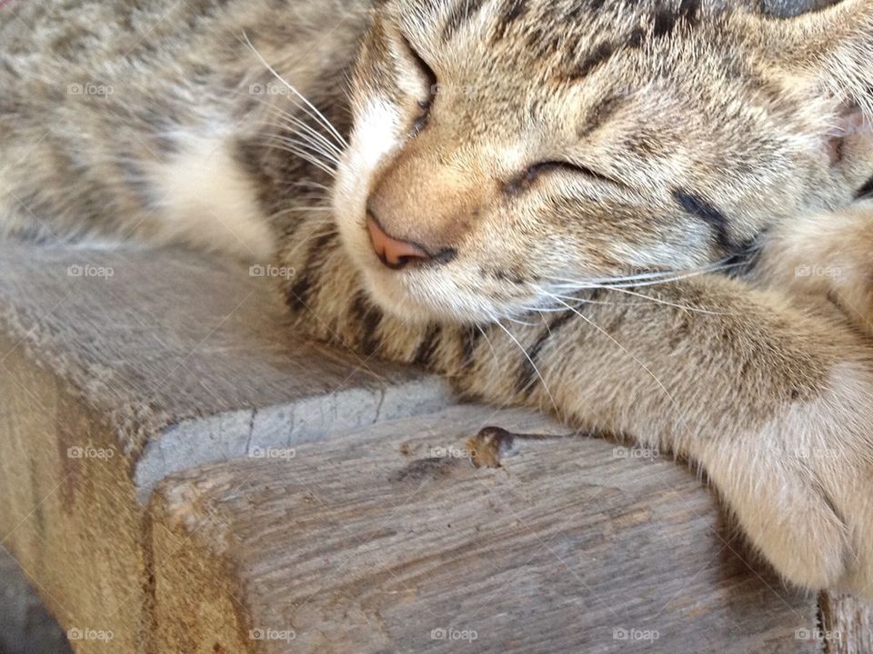 Cat resting on wood